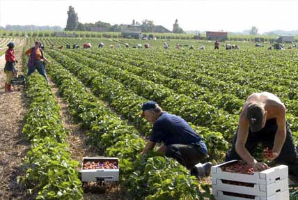 Idénymunkásokat várnak Németországba