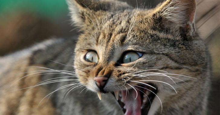 Elterjedt a vadmacska Németországban